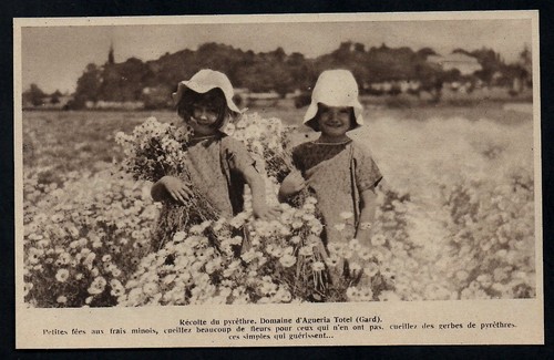 1930 raccolta piretri - --,